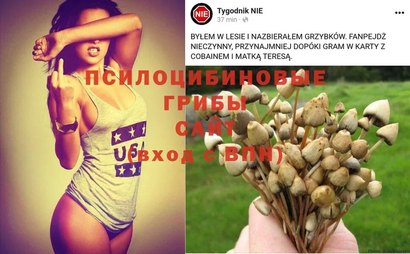 как найти наркотики  Миньяр  Галлюциногенные грибы Psilocybine cubensis 